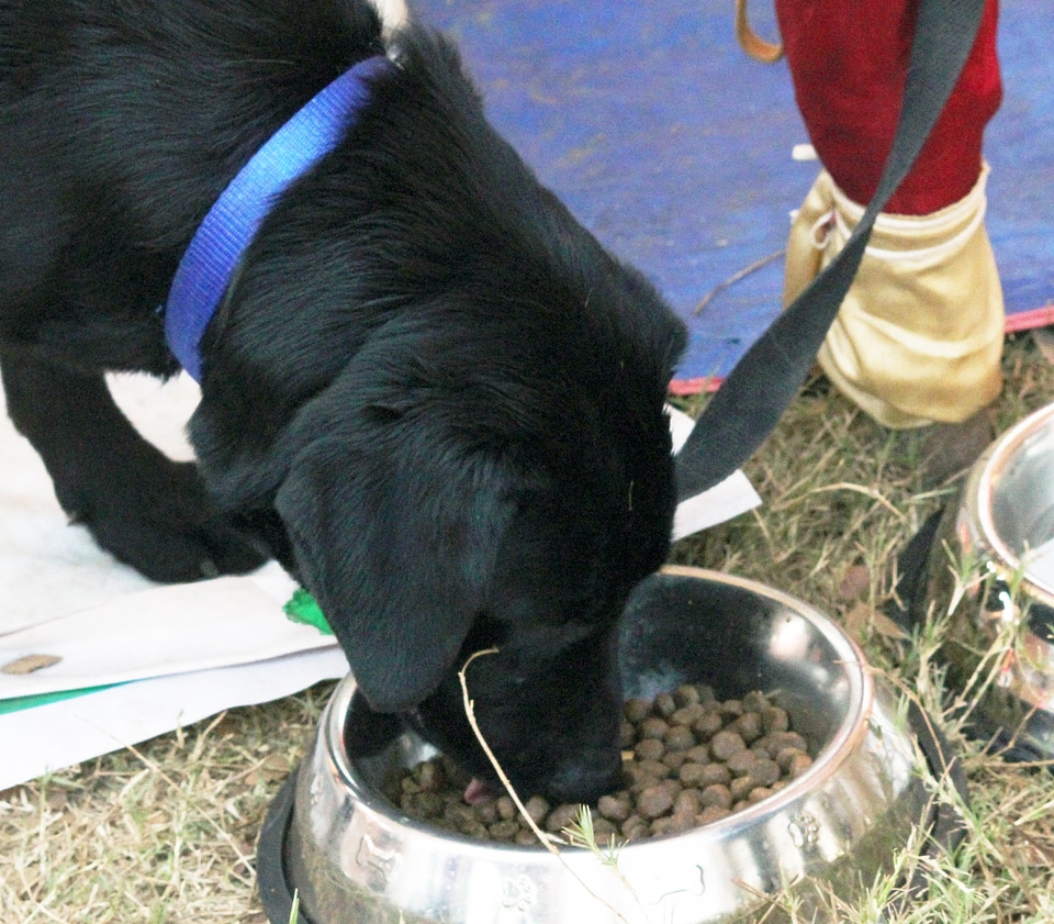 Labrador Eating Dog Food