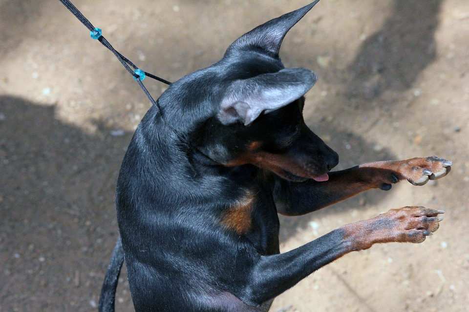 Min Pin Standing On Two Legs