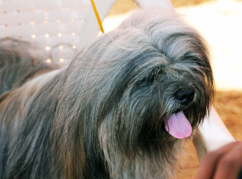 Lhasa Apso photo