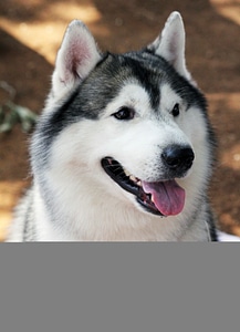 Siberian Husky Beautiful