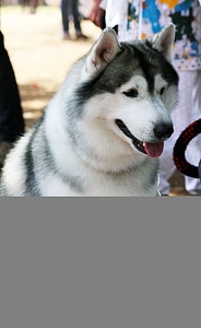 Siberian Husky Beautiful Dog photo