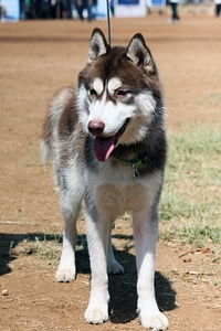 Siberian Husky Dog photo