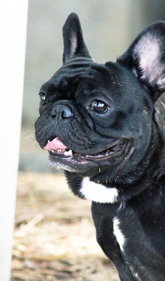 Pug