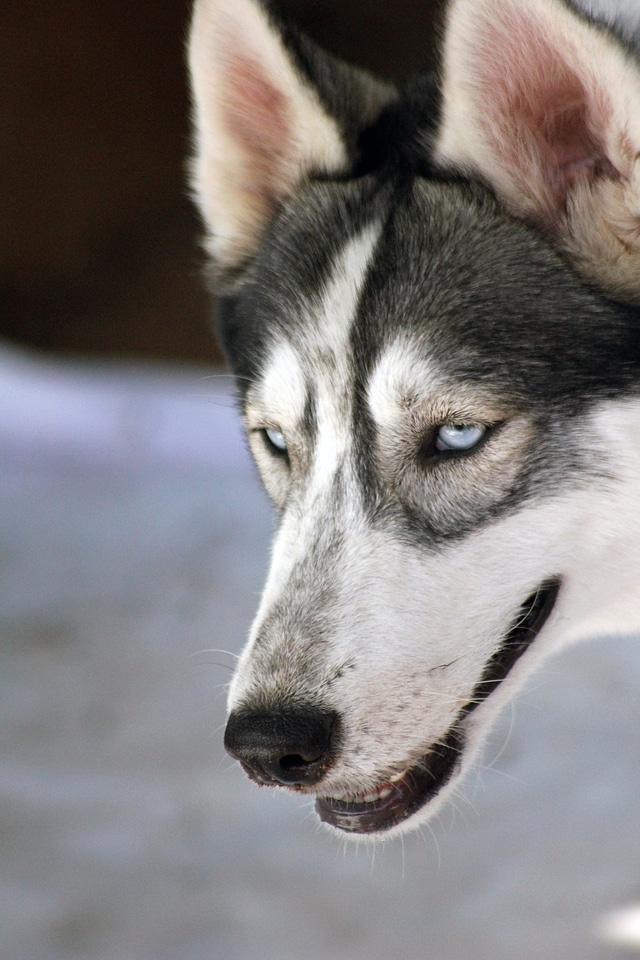 Siberian Husky Breed Dog