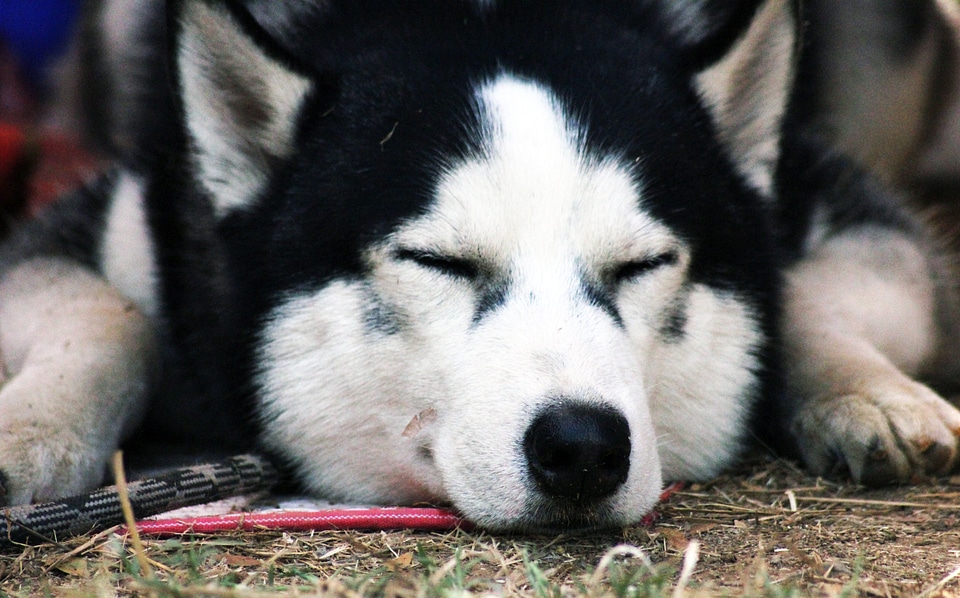Siberian Husky Face Sleeping