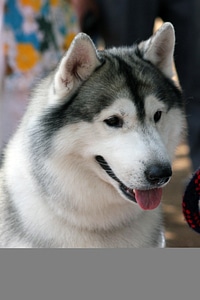 Siberian Husky In Dog Show photo