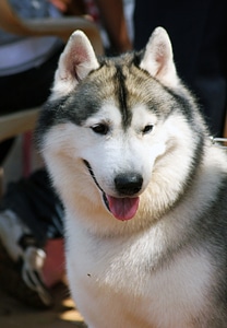 Siberian Husky Looking