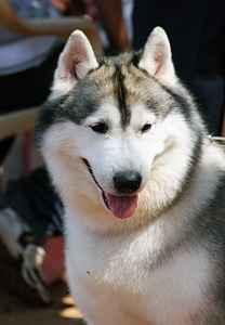 Siberian Husky Looking photo