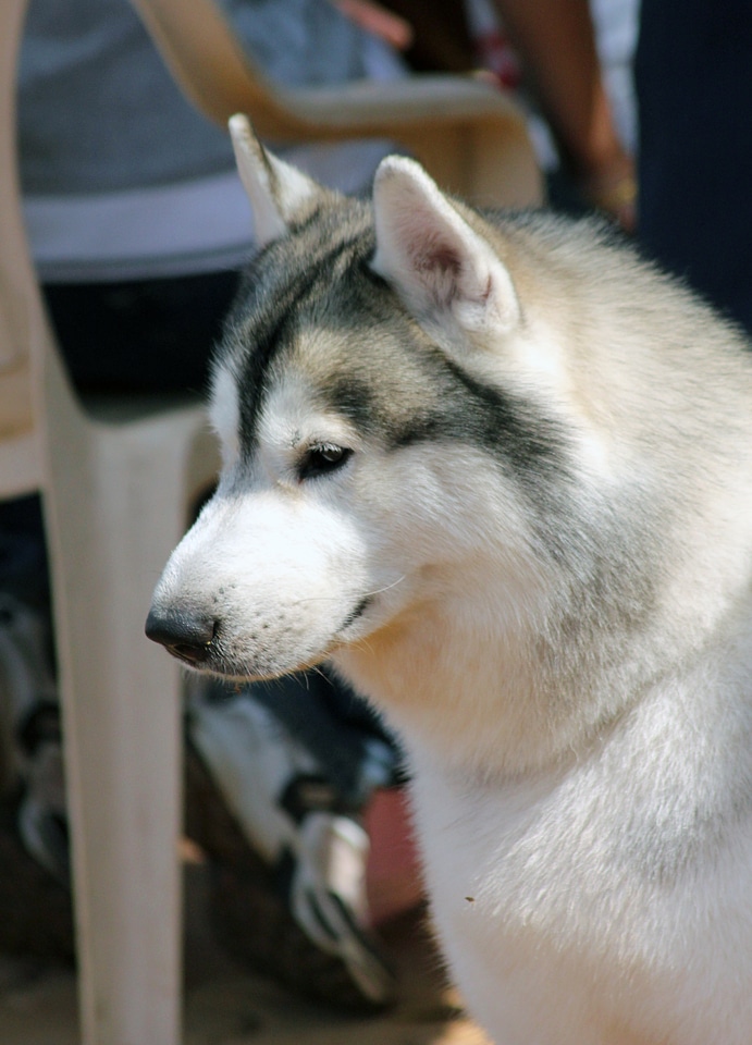 Siberian Husky Side Profile