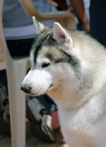Siberian Husky Side Profile photo