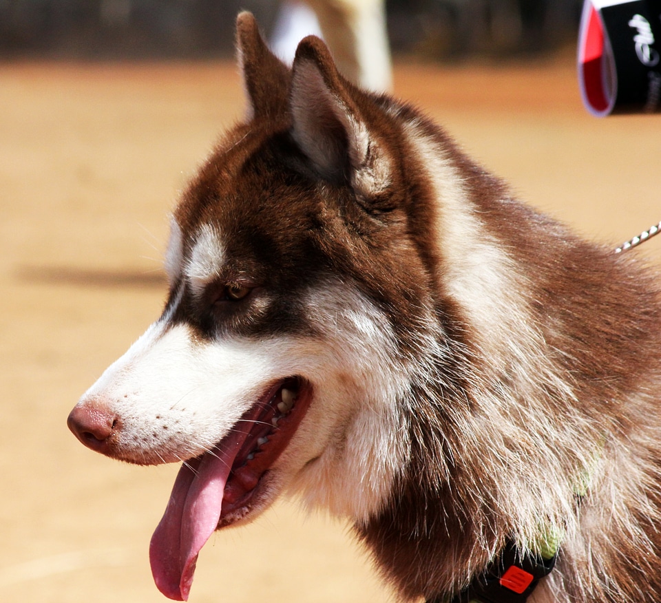 Siberian Husky Majestic Dog