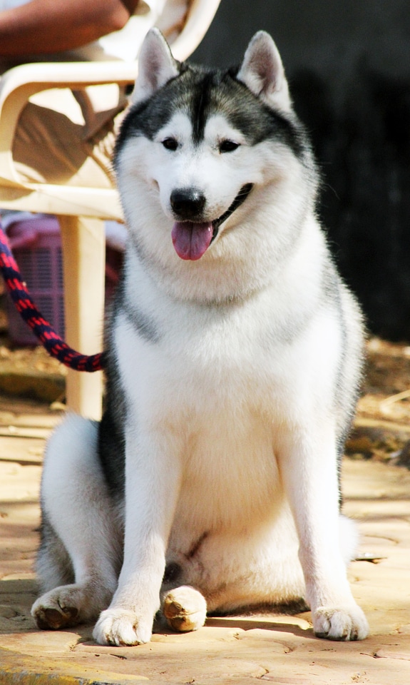 Siberian Husky Sitting On Ground