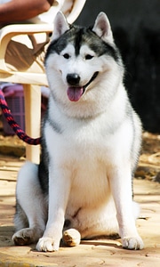 Siberian Husky Sitting On Ground