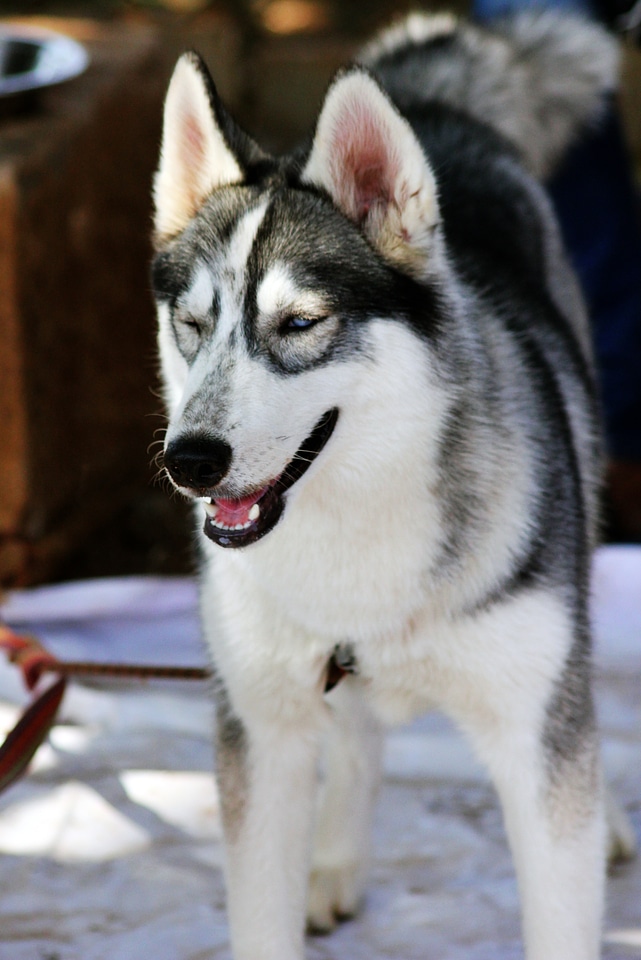Siberian Husky Standing