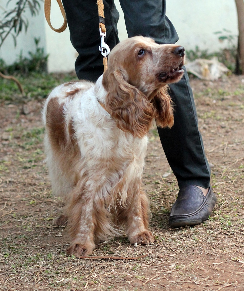 Spaniel Dog Long Ears