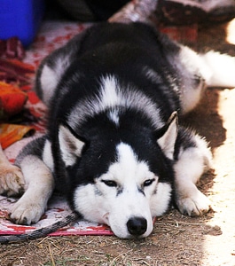Siberian Husky Sleeping Ground