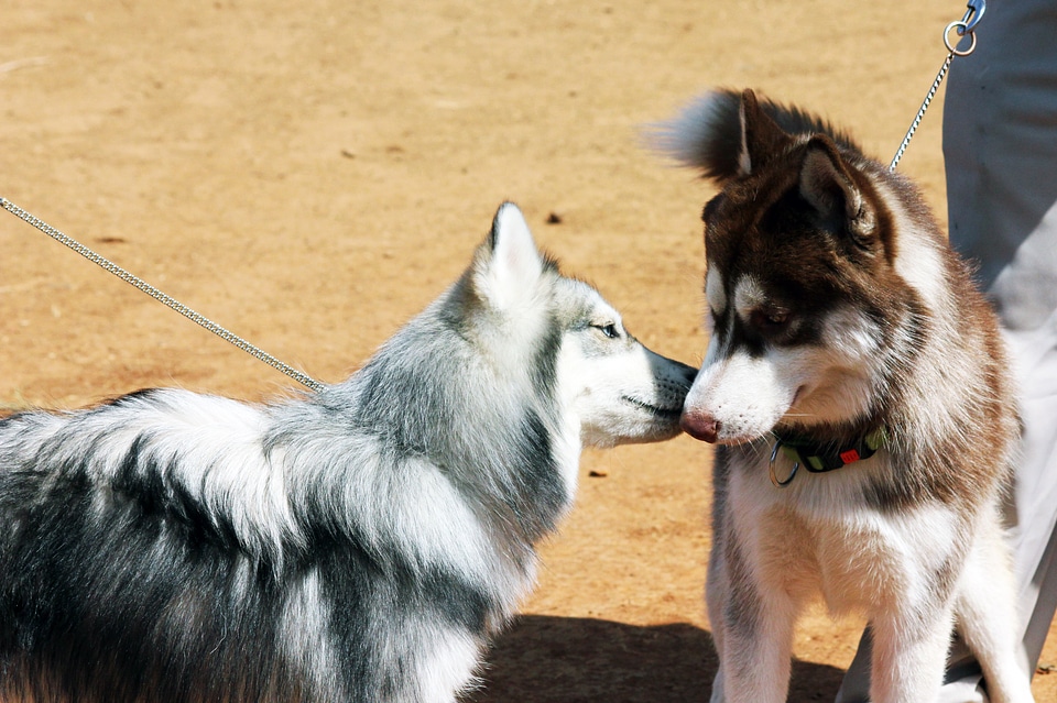 Siberian Husky Two Of Them