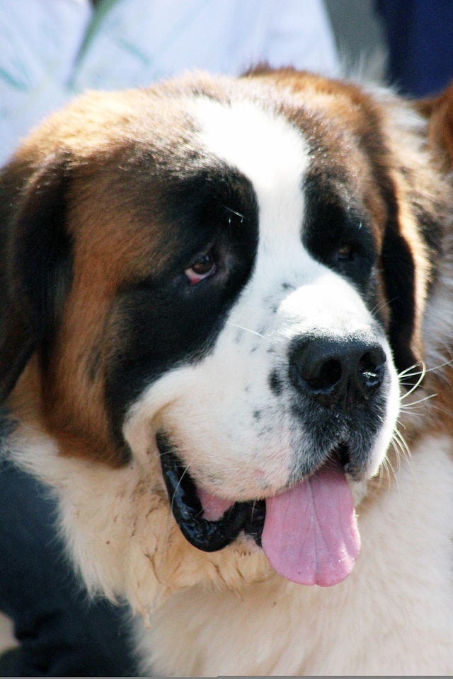 St Bernard Big Dog