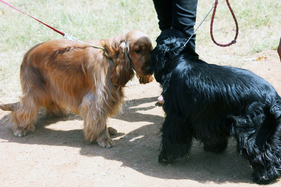 Two Cocker Spaniels