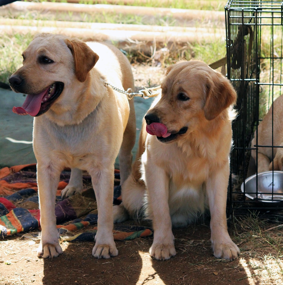 Two Cute Labradors