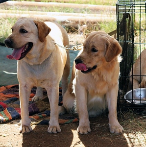 Two Cute Labradors