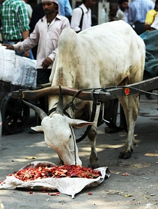 Bullock Cart photo