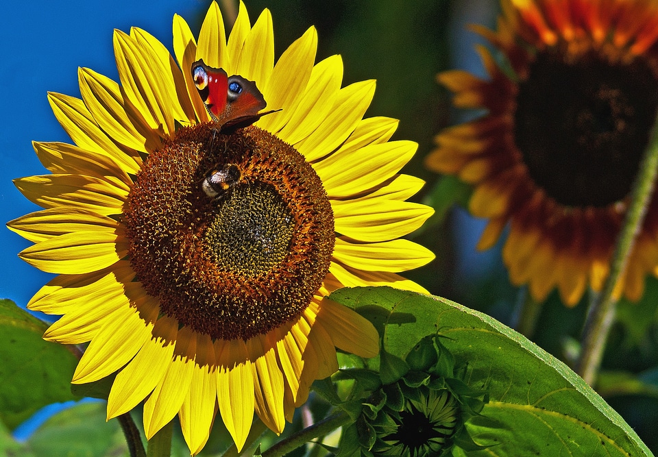 Summer nectar the flower