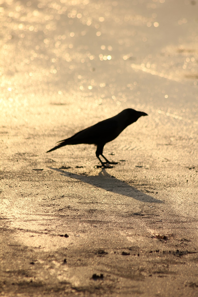 Crow Ground