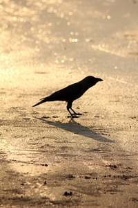Crow Ground photo