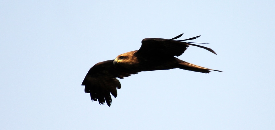 Eagle Flying photo