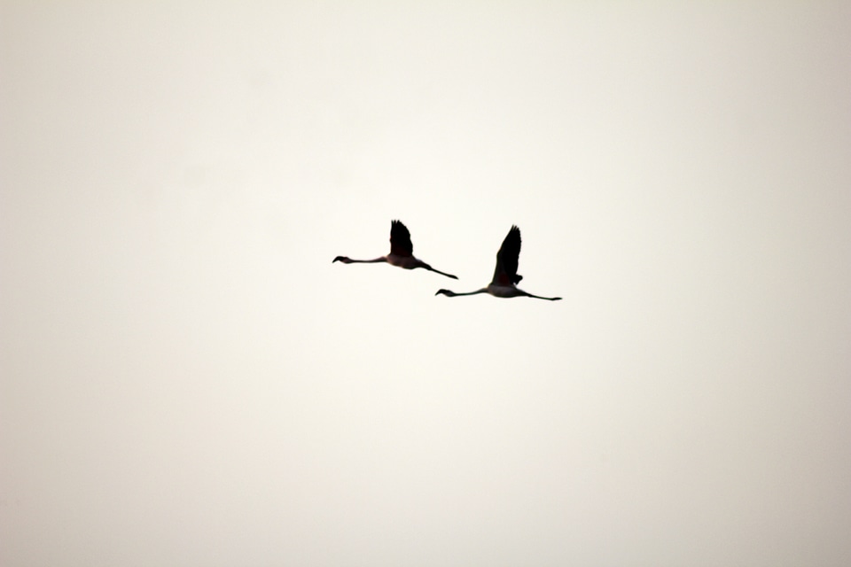 Flamingo Birds Flying