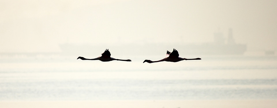 Flamingo Birds photo