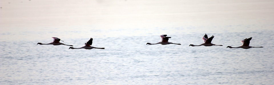 Flamingoes Flying photo