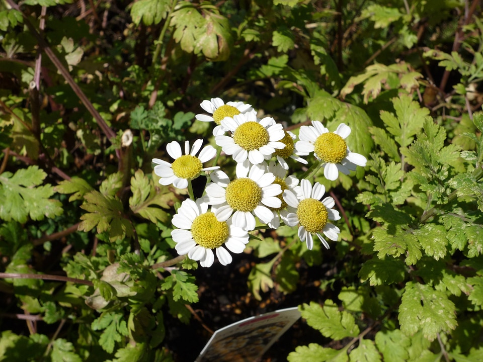 Plant nature bloom