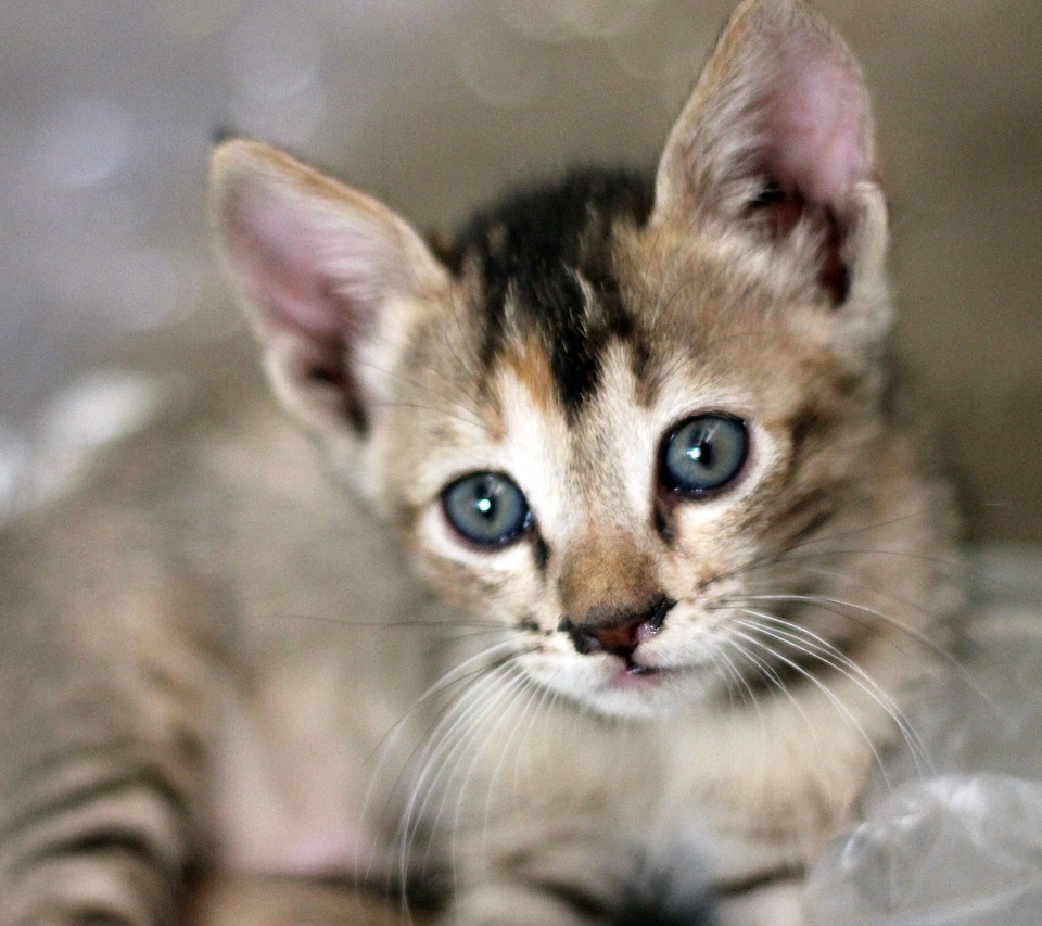 Kitty Looking At Camera