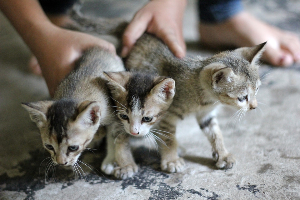 Lots Of Kittens Cats