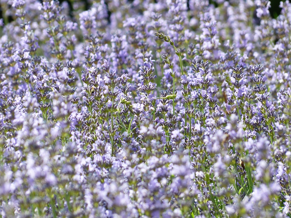 True lavender narrow leaf lavender lavandula angustifolia photo