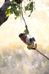 Monkey Hanging Branch photo