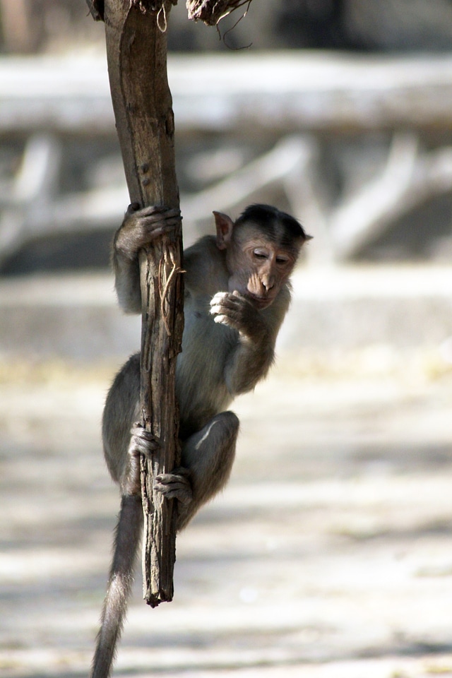 Monkey Hanging From Branch