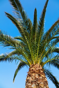 Tree palm nature