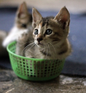 Two Kittens In Basket