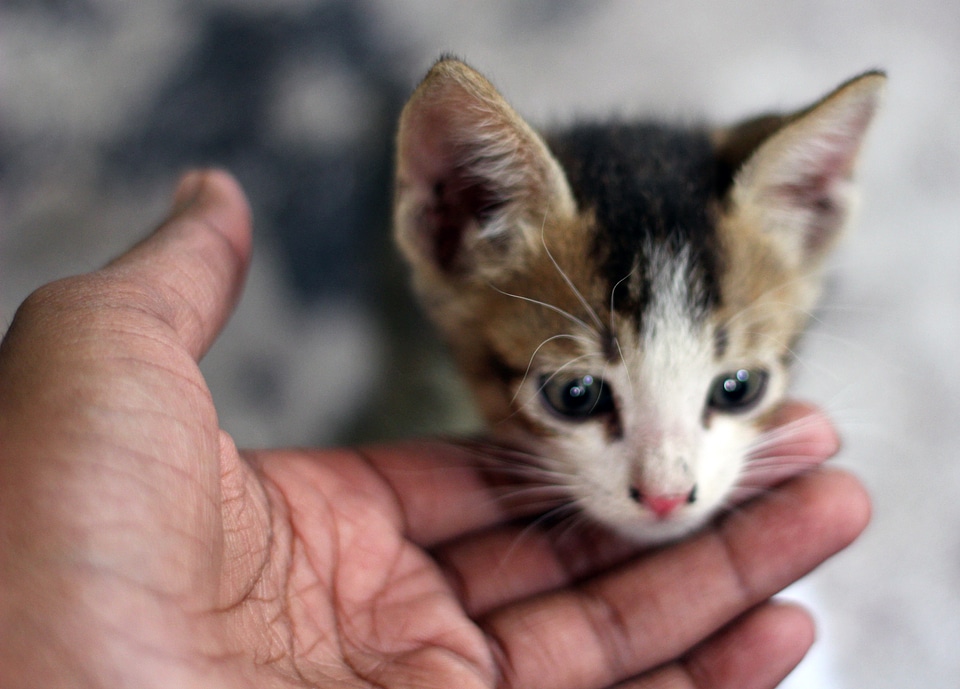 Baby Cat Kitten photo