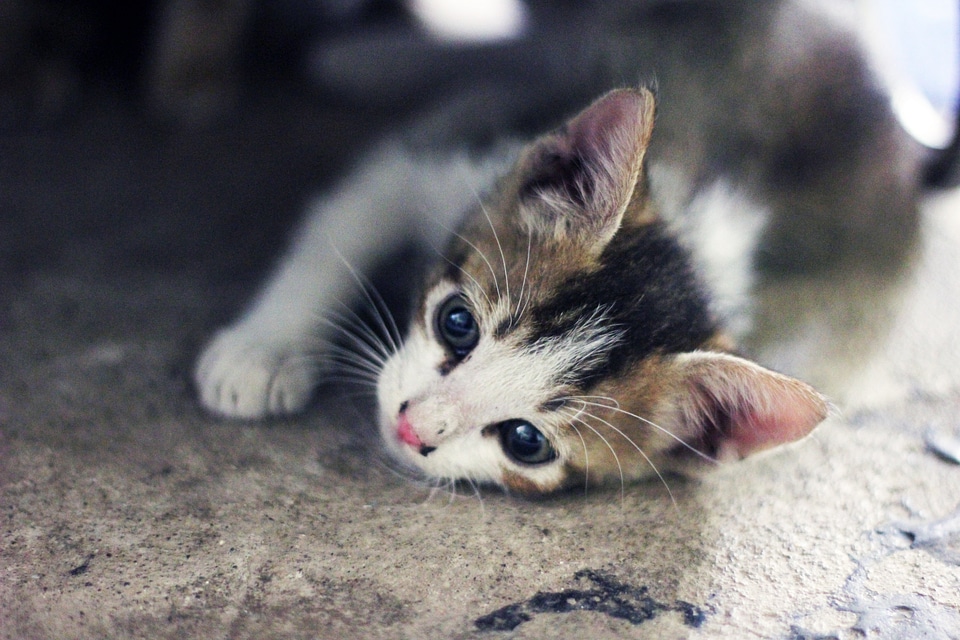 Baby Cat Kitten Face