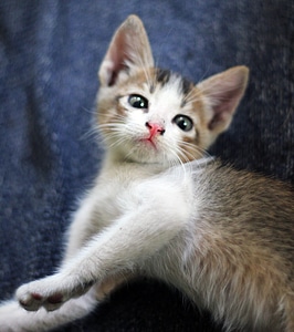 Cat Kitten Lying Down photo