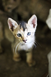 Cutie Cat Baby Kitten