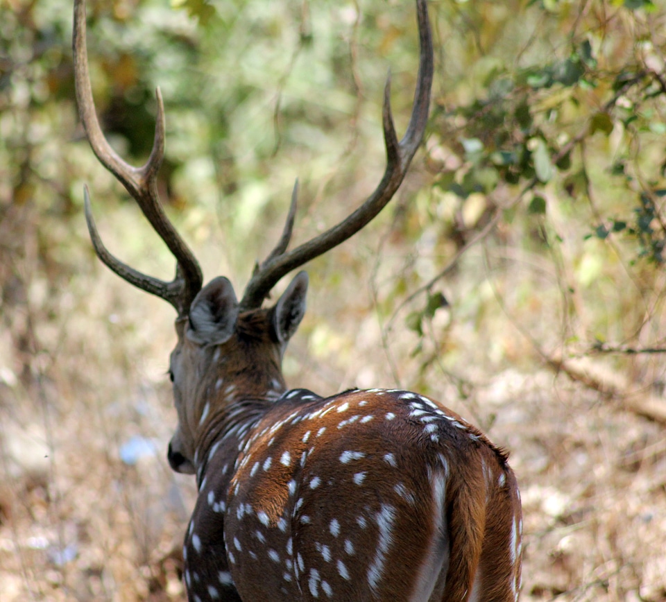Deer Jungle Safari