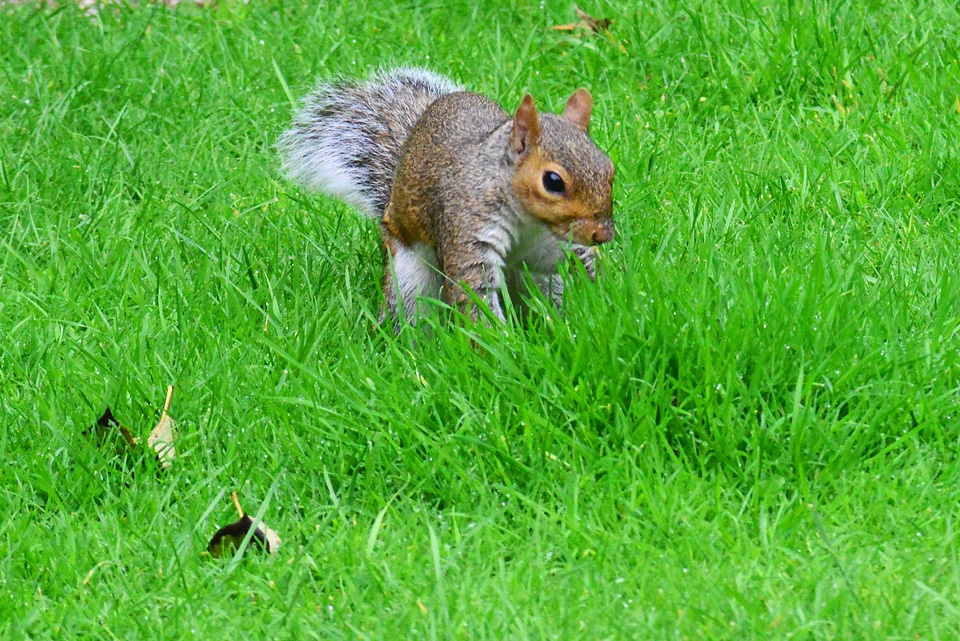 Squirrel animal mammal