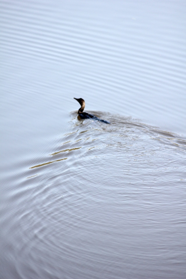 Duck Swimming Waves