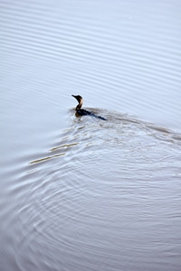 Duck Swimming Waves