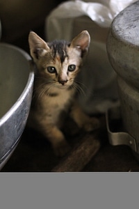 Kitten Hiding Utensils